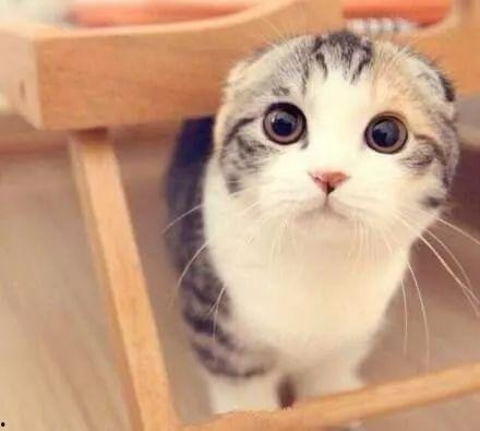 娱乐吃瓜酱折耳猫,揭秘折耳猫的神秘魅力与争议